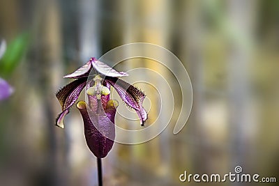Orchid Paphiopedilum Curtisii Rote fahne Stock Photo