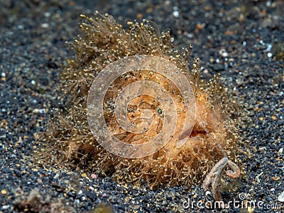Hairy Frogfish, Antennarius striatus. Black sand, Lembeh Stock Photo