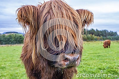 Hairy Highland cattle on green grassy field in Scotland Stock Photo