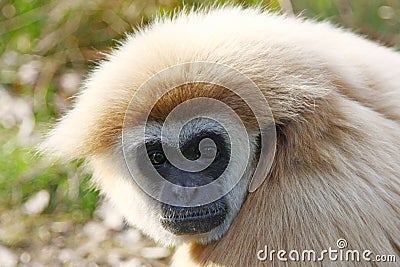 Hairy monkey black langur animal Stock Photo