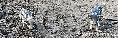 Hairy pigs eating on a mud in an organic meat farm Stock Photo