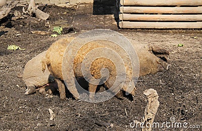 Hairy pigs - mangalica Stock Photo