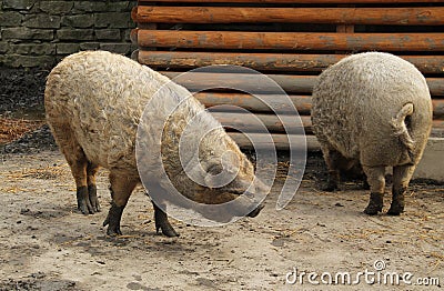 Hairy pigs Stock Photo