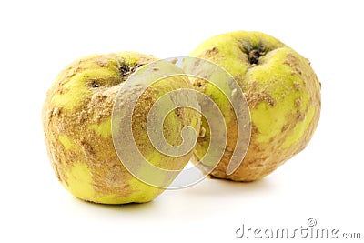 Hairy quince Stock Photo