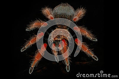 hairy spider on isolated black background with reflection. Close up big red tarantula Theraphosidae Stock Photo