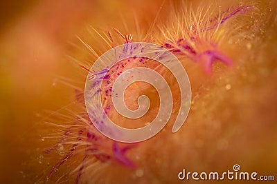 Hairy Squat Lobster Stock Photo