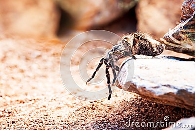 Hairy Striped Knee Tarantula On Rock Stock Photo