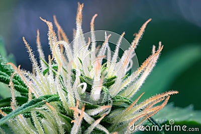 Hairy trichomes of flowering cannabis indica sativa bud Stock Photo