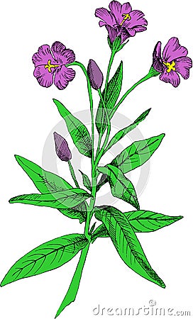 Hairy willow herb, colored illustration Vector Illustration