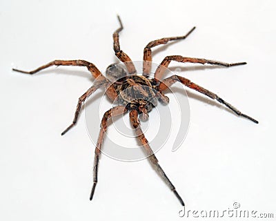 Wolf Spider on white Stock Photo