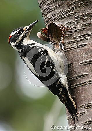 Hairy Woodpecker Stock Photo