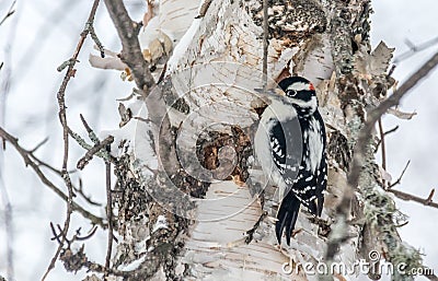 Hairy Woodpecker Perched on a Mature Birch on a Cold December Day Stock Photo