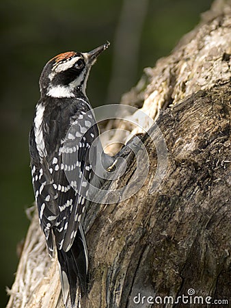 Hairy woodpecker wood Stock Photo