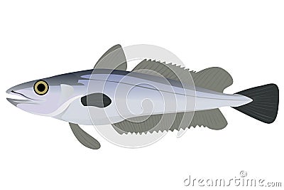 Hake Vector Illustration