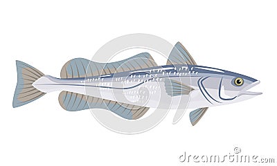 Hake fish on white background, seafood Vector Illustration