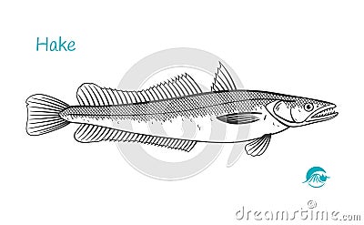 Hake hand-drawn illustration Vector Illustration