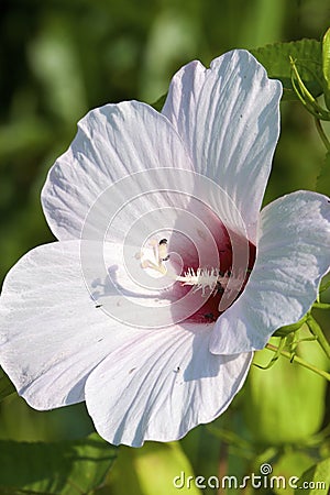 Halberd-leaved Rose Mallow 709037 Stock Photo