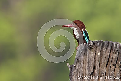 Halcyon smyrnensis, white throated kingfisher, Nepal Stock Photo