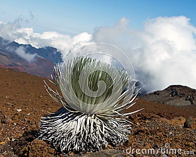 Haleakala Silversword: endangered species Stock Photo