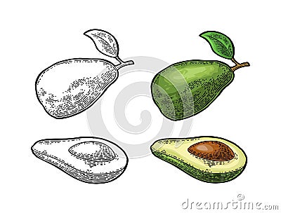 Half avocado with seed. Vector vintage engraving color Vector Illustration