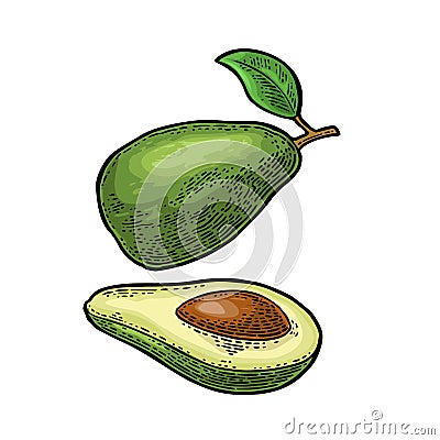 Half avocado with seed. Vector vintage engraving color Vector Illustration