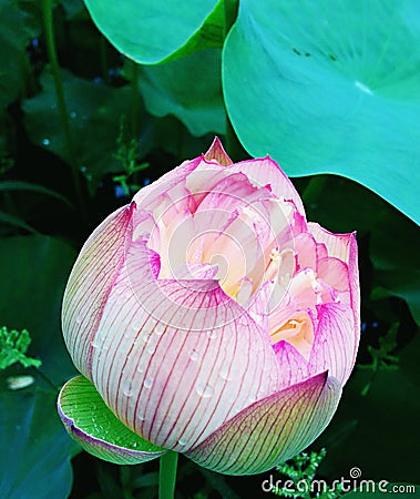 Half blooming lotus flower Stock Photo