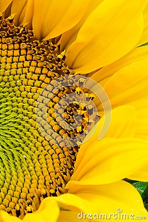 Half of blooming sunflower Stock Photo