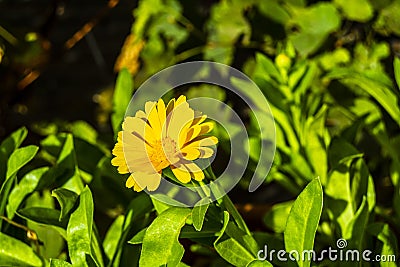 Half blured yellow flower Stock Photo