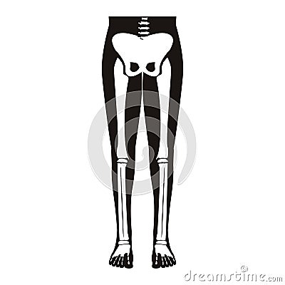 Half body silhouette system bone with leg bones Vector Illustration