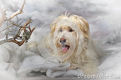 Half-breed terrier Stock Photo