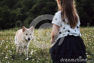 Half breed of white Swiss shepherd in chamomile field stands looking intently at person. Cute little Caucasian girl stands with Stock Photo