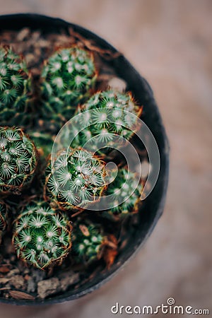 Half closer look of a potted cactus with thorns. Stock Photo