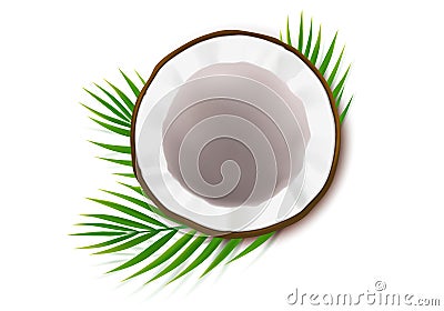 Half coco nut with green palm leaves Vector Illustration