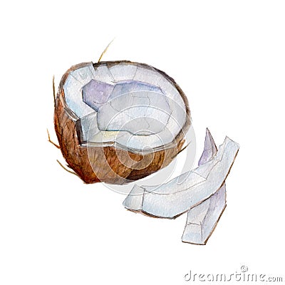 The half coconut with slices on white background, watercolor illustration Cartoon Illustration