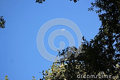 Half Crescent Moon at the Woods Stock Photo