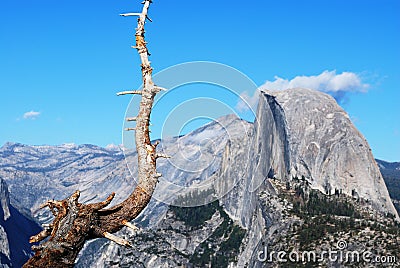 Half Dome and gnarled old tree Stock Photo