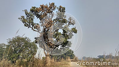 Half dried mango tree, Stock Photo