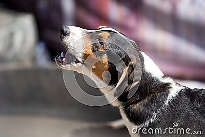 Half-face portrait of barking dog Stock Photo