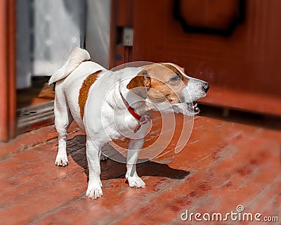 Half-face portrait of cute small dog jack russel terrier standing and barking outside on wooden porch of old country Stock Photo