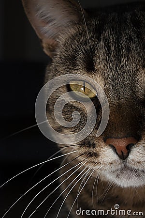 Half face portrait of a mature male wild Tabby cat Stock Photo