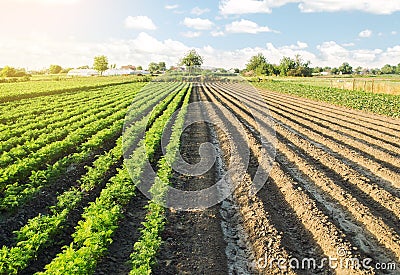 Half of field is planted with a carrot plantation and second part is ready for sowing. Converting to agricultural land. Land Stock Photo