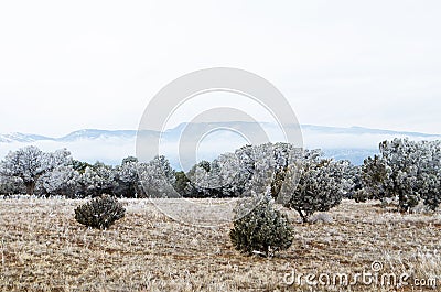 Half frozen field of trees frosted by freezing fog in central New Mexico Stock Photo