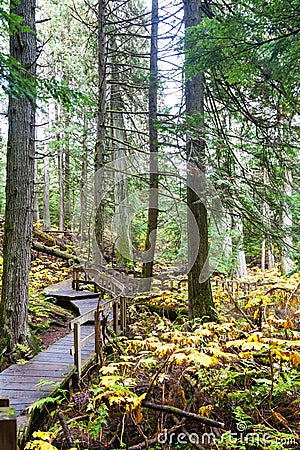 Giant Cedars Boardwalk at Mount Revelstoke in British Columbia Stock Photo