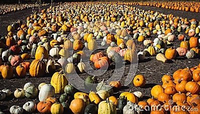 Half Moon Bay California Thanksgiving The Pumpkins Are Here Stock Photo