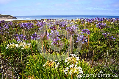 Half Moon Bay in Spring Stock Photo