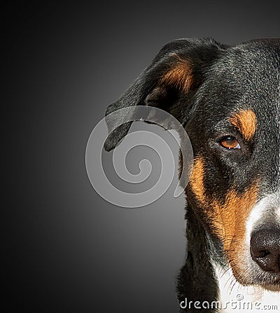 Half muzzle of a Appenzeller dog Stock Photo