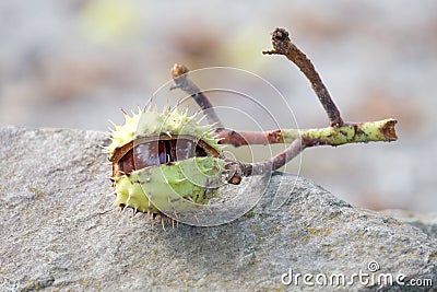 Half open chesnut lying down on a rock in autumn colours Stock Photo