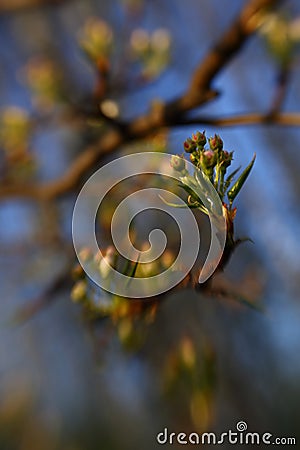 Half-open pear buds in the spring garden Stock Photo