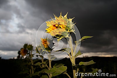 Half-open sunflower Stock Photo