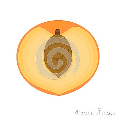 Half peach fruit. Vector illustration isolated on white backgrou Vector Illustration